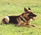 Adestramento de cães em Itapeva